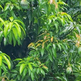 Sun Dried Mango Leaves (Mangifera Indica)